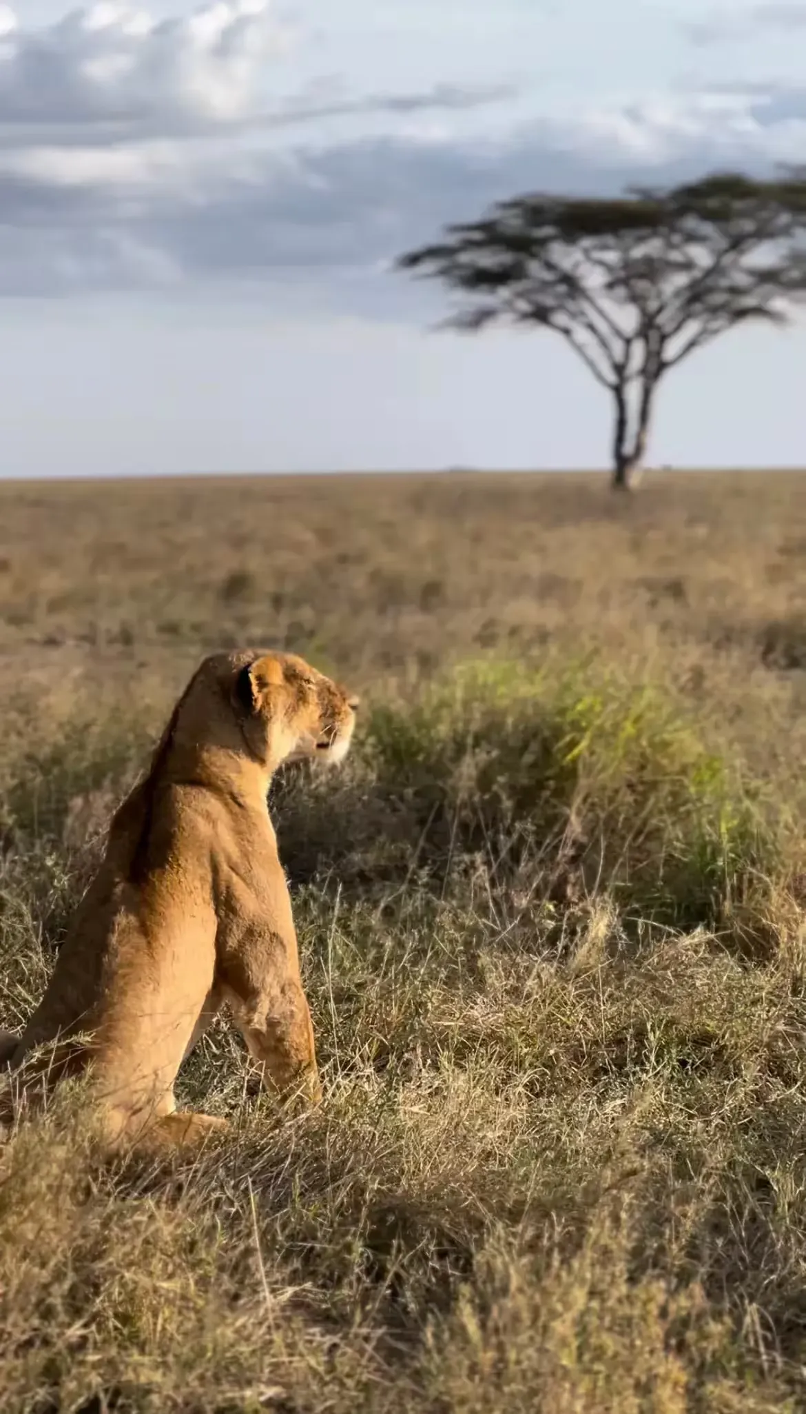 Safaris